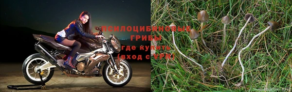 стаф Аркадак